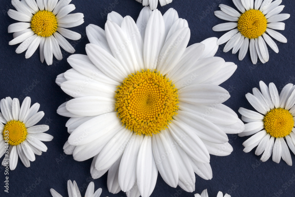 Obraz premium Shasta Daisy