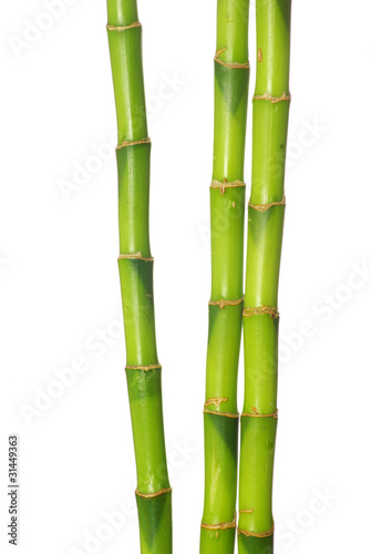 green bamboo