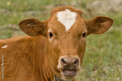 Портрет коровы.