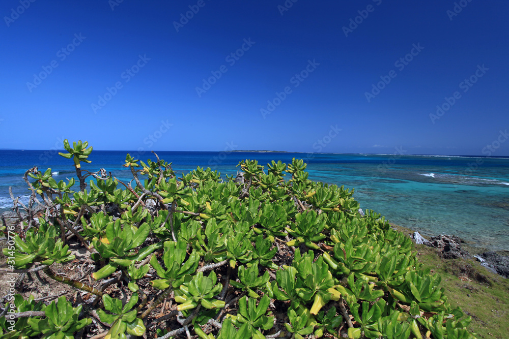 コマカ島の亜熱帯植物と紺碧の空 コマカ島の亜熱帯植物と紺碧の空