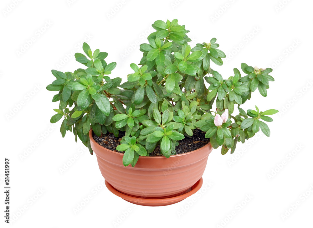 Azalea flower in the pot, isolated on white background Azalea flower in the pot, isolated on white background