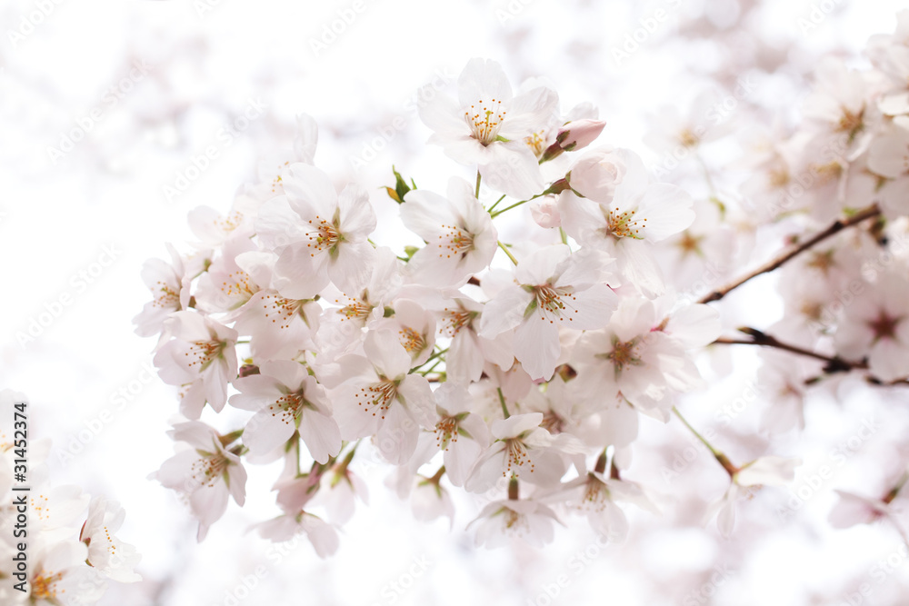 Cherry blossom
