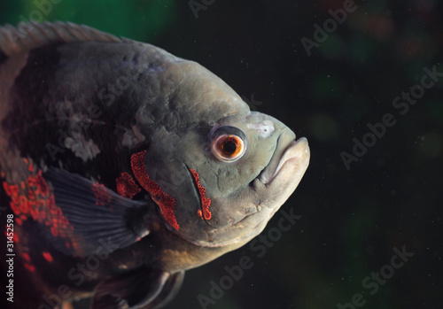 Astronotus ocellatus photo