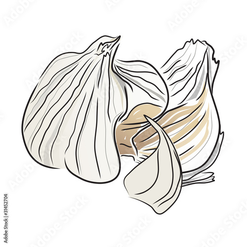 garlic head and bulbs