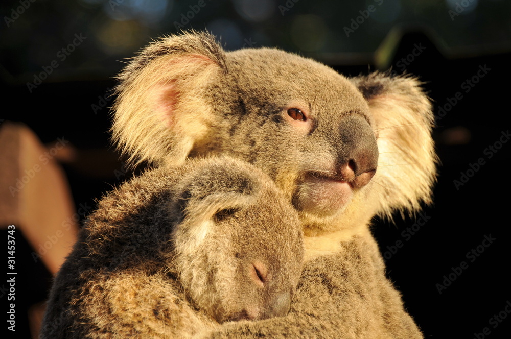 Naklejka premium Koala is holding her sleeping joey