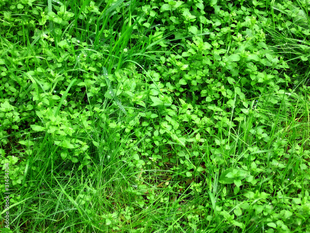 Green grass. Background. Russia. Green grass. Background. Russia.