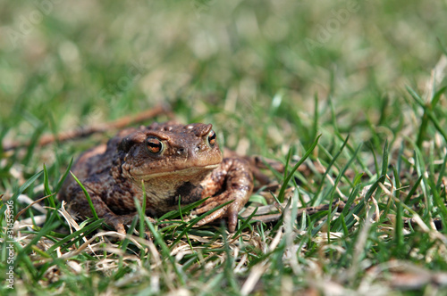 Brown frog in the grass