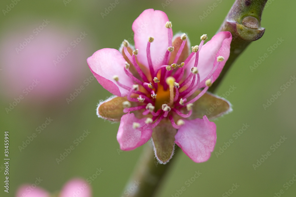peach flower peach flower