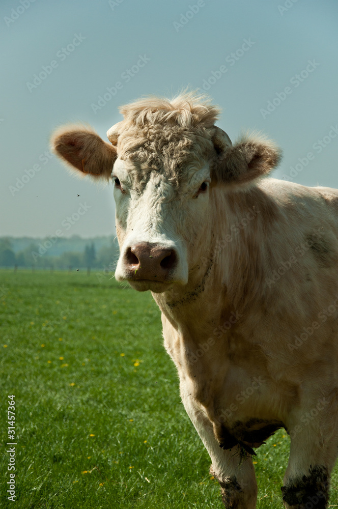 vache