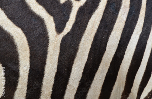 Pattern of a zebra skin