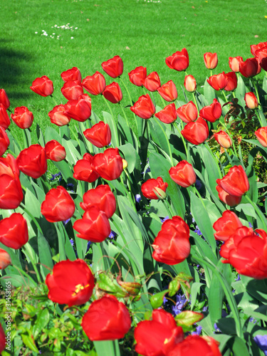 massif de tulipes rouges