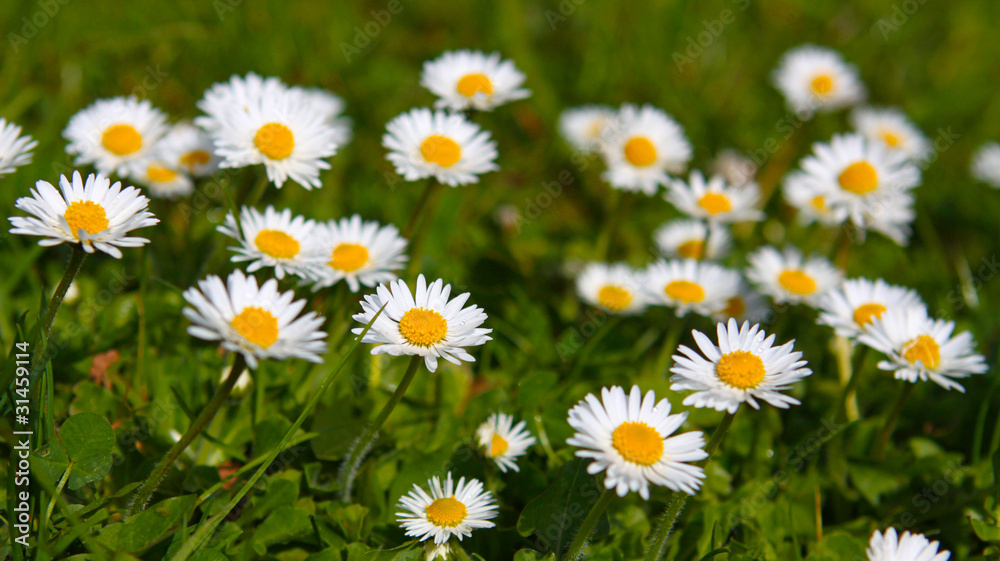 Fototapeta premium Margeriten