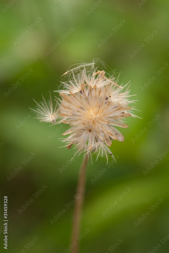 closeup of grass flower closeup of grass flower