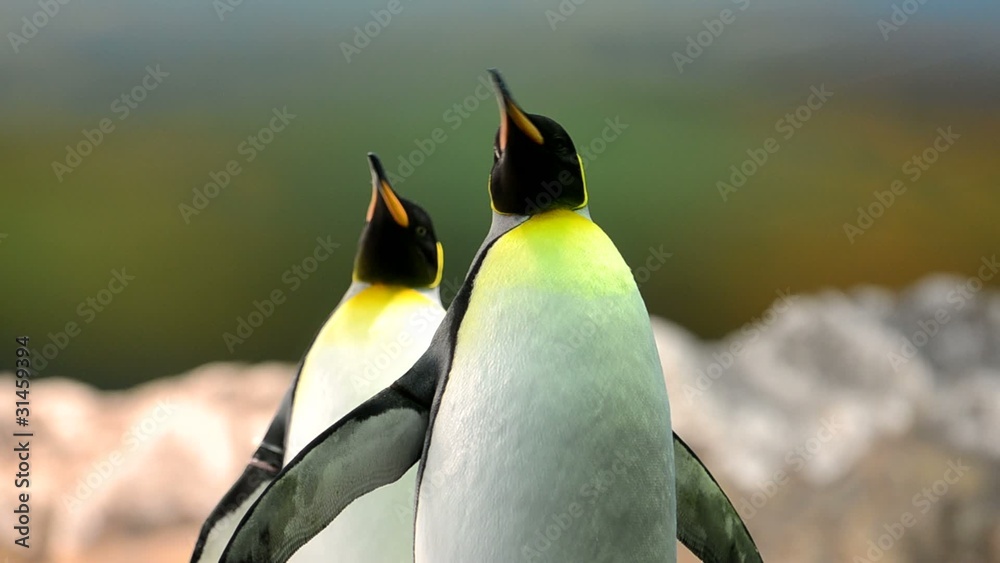 Königspinguine