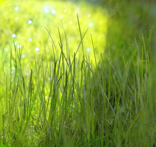 gräser im sonnenlicht