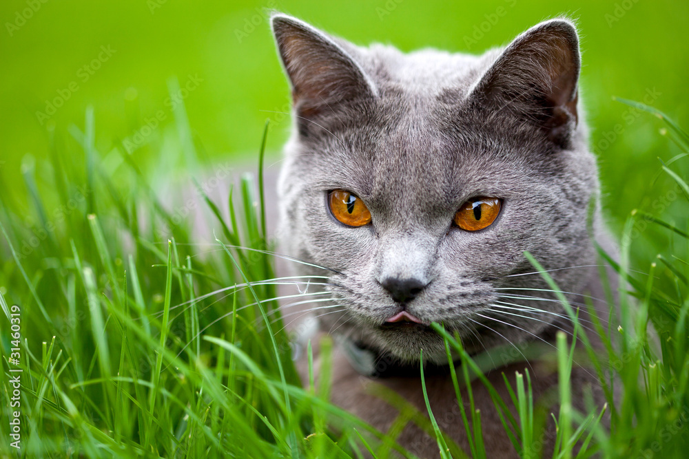 chat chartreux chat chartreux