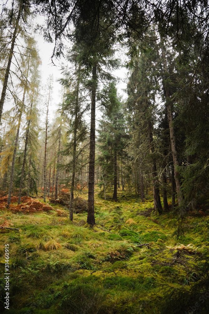 Obraz premium Forest in Scotland