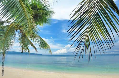 Beautiful beach with palm trees
