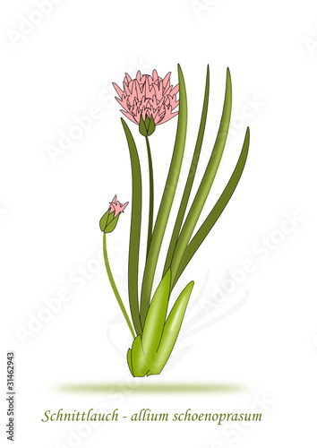 Schnittlauch Illustration