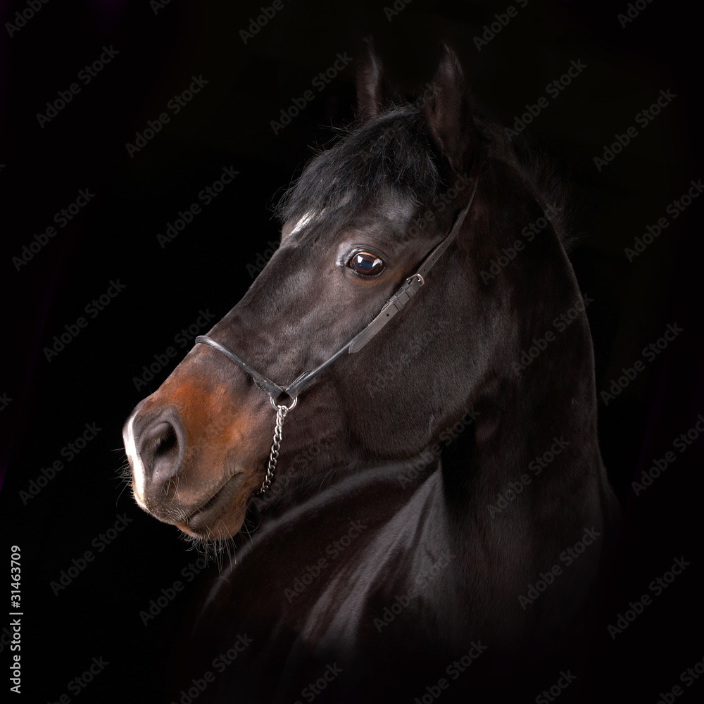 Fototapeta premium horse