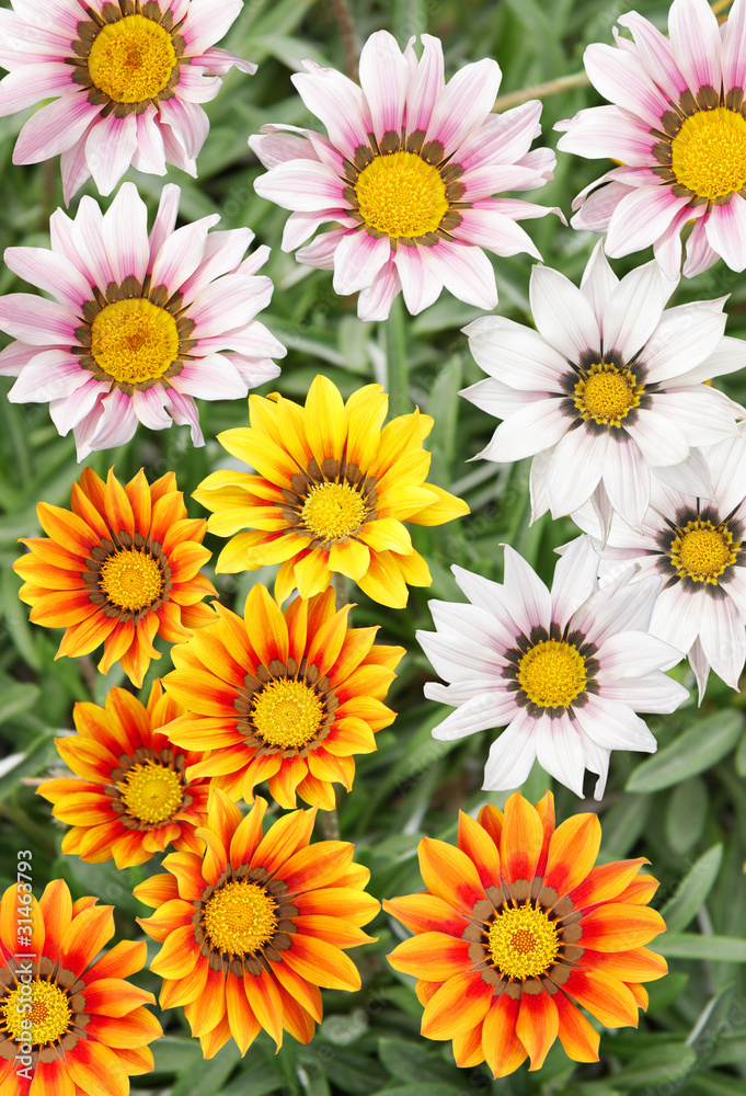 Fototapeta premium Colourful Gazania flowers