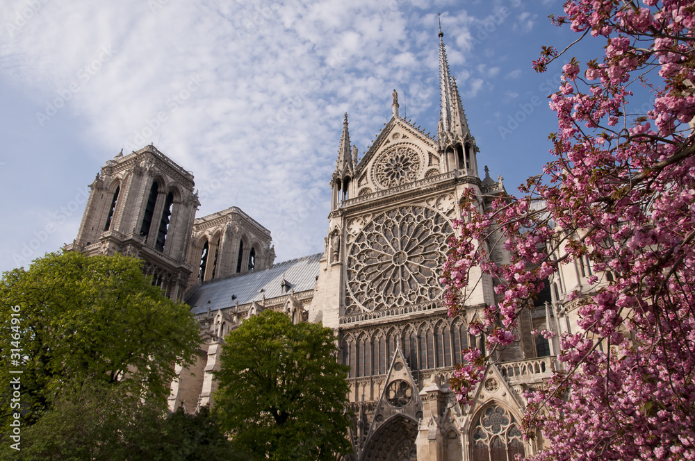 Obraz premium Beautiful view of the Notre Dame with blossoms