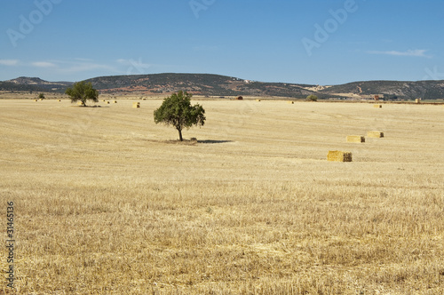 Rastrojos de cebada photo