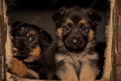 Fototapeta Naklejka Na Ścianę i Meble -  szczeniaki