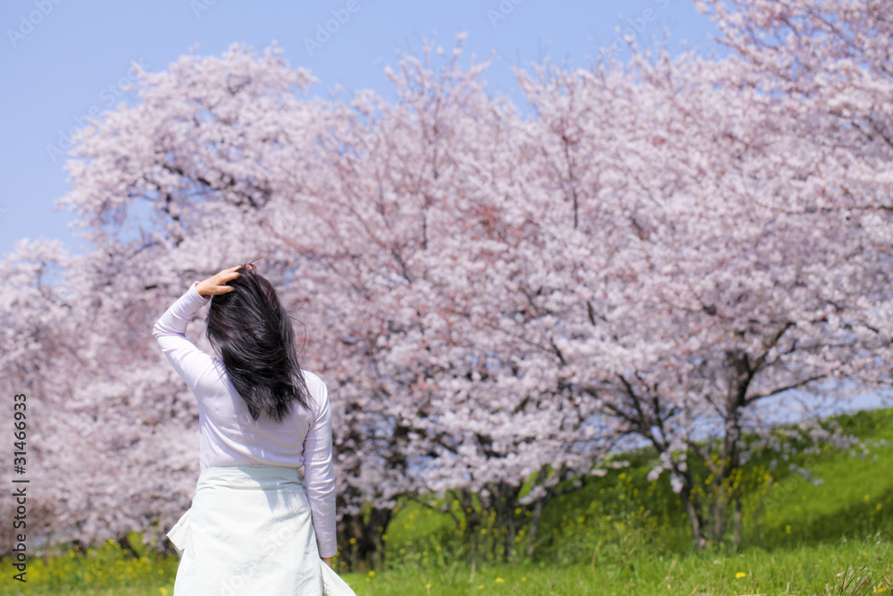 桜 桜