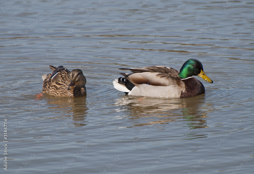 Obraz premium Anatre