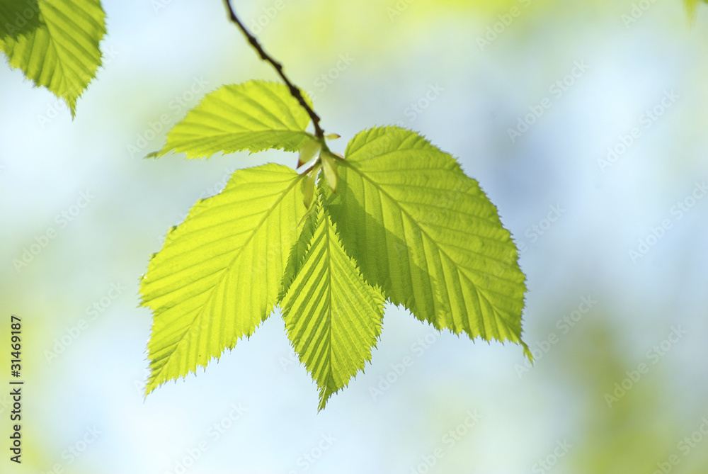 green leaves green leaves