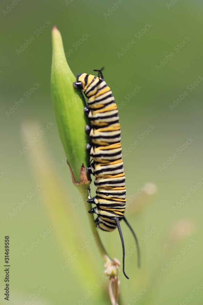 Monarch butterfly caterpillar