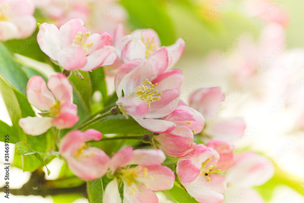 Blossom from Crab apple tree in spring Blossom from Crab apple tree in spring