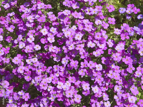 aubretia flowers