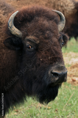 bison