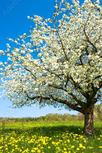 Blossoming tree in spring on rural meadow