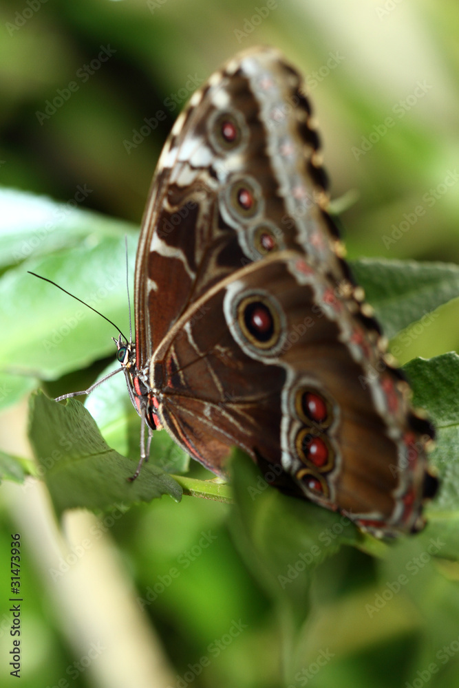 Tropical butterfly Tropical butterfly