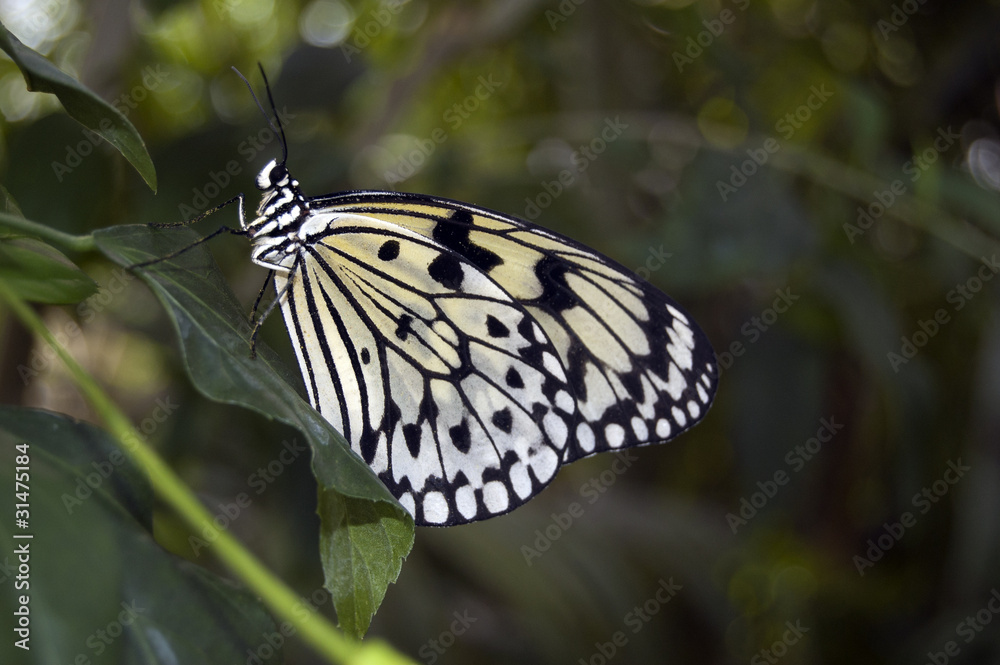 Close-up of a butterfly in a green forest Close-up of a butterfly in a green forest