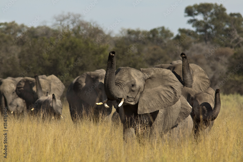 Obraz premium elefante