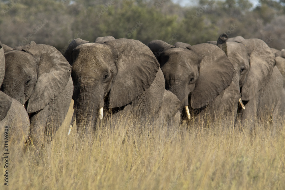 Obraz premium Elefantes