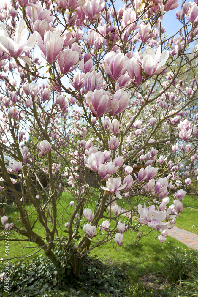 Naklejka premium blühende Magnolie im Garten