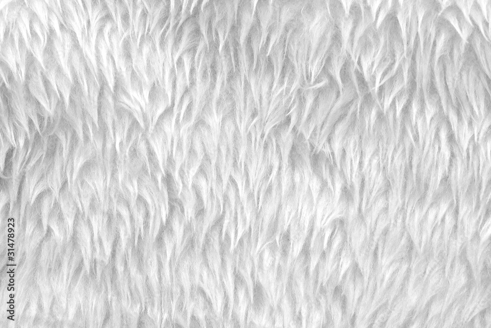 Obraz premium white fur