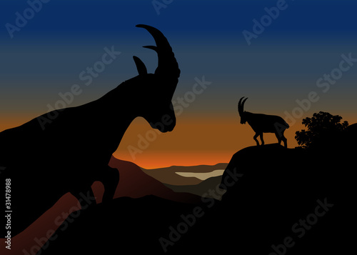 Mouflon, Paysage Montagne