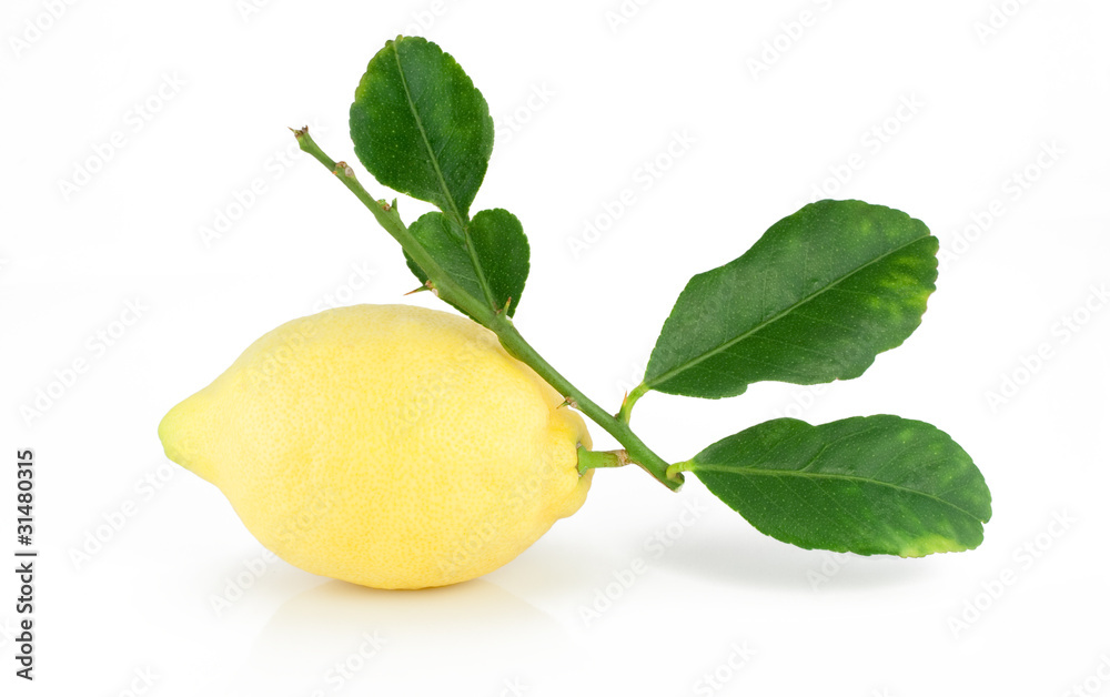 Lemon on a branch with leaves.