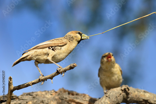 sociable weaver