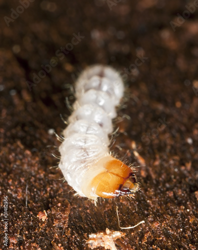 Long horn beetle larva in wood, macro photo