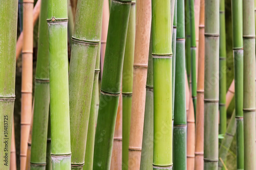 Bambus - bamboo 45