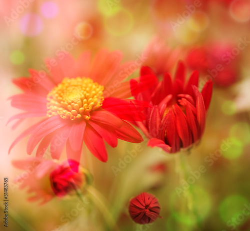 Flower field
