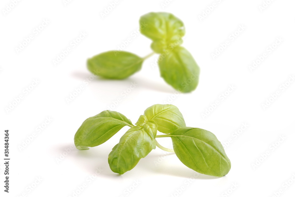 Basil - basilikum Basil - basilikum