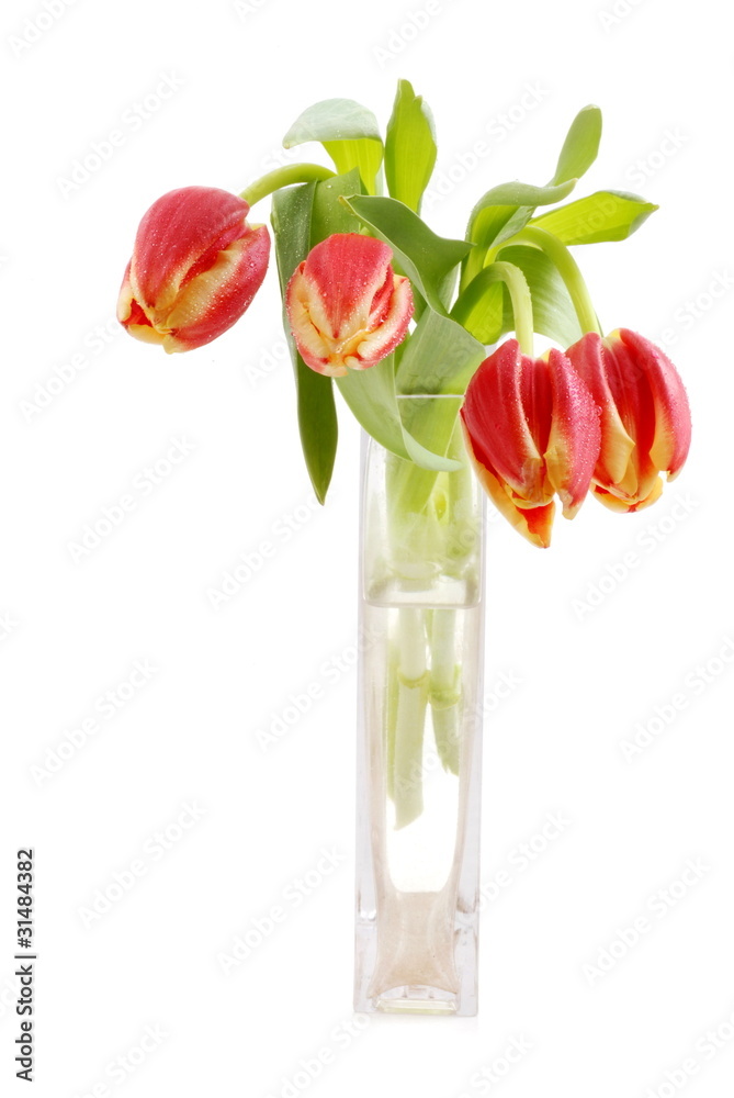 Fototapeta premium Tulpen